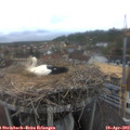 16_55-nest.jpg