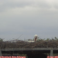 17_00-mast.jpg