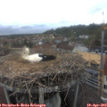17_00-nest.jpg