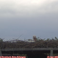 17_05-mast.jpg