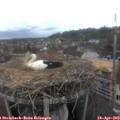 17_05-nest.jpg