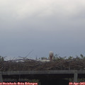17_10-mast.jpg