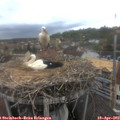 17_15-nest.jpg