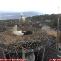 17_20-nest.jpg
