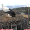 17_25-nest.jpg