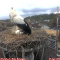 17_30-nest.jpg