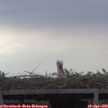 17_35-mast.jpg
