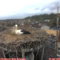 17_35-nest.jpg