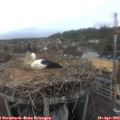 17_40-nest.jpg