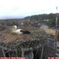 17_45-nest.jpg