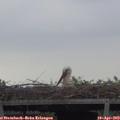 17_50-mast.jpg