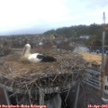 17_50-nest.jpg