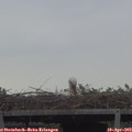 17_55-mast.jpg