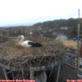 17_55-nest.jpg