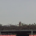 18_00-mast.jpg
