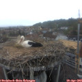18_00-nest.jpg