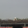 18_05-mast.jpg