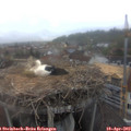 18_05-nest.jpg