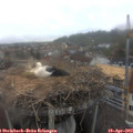 18_10-nest.jpg