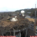 18_15-nest.jpg