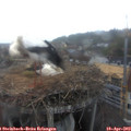 18_25-nest.jpg