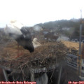 18_35-nest.jpg