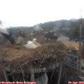 18_40-nest.jpg