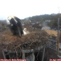 18_45-nest.jpg