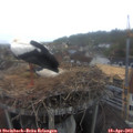 18_50-nest.jpg
