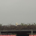 18_55-mast.jpg