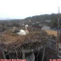 18_55-nest.jpg