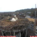 19_00-nest.jpg