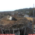 19_05-nest.jpg