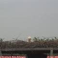 19_10-mast.jpg