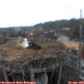 19_10-nest.jpg