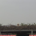 19_15-mast.jpg