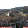19_15-nest.jpg