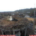 19_20-nest.jpg