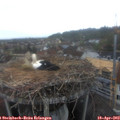 19_25-nest.jpg