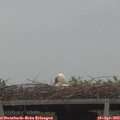 19_30-mast.jpg