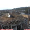 19_30-nest.jpg