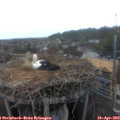 19_35-nest.jpg