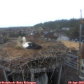 19_40-nest.jpg