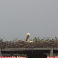 19_45-mast.jpg