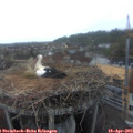 19_45-nest.jpg