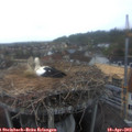 19_50-nest.jpg