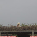 19_55-mast.jpg