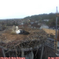 19_55-nest.jpg
