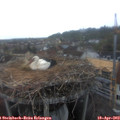 20_00-nest.jpg