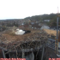 20_05-nest.jpg
